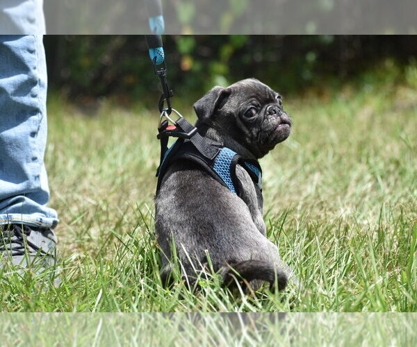 Medium Photo #2 Pug Puppy For Sale in PALM COAST, FL, USA
