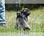 Small #1 Pug