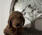 Puppy Puppy 3 Alexa Goldendoodle