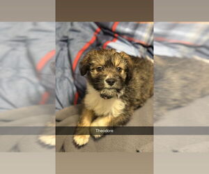 Border Collie-Maltese Mix Dogs for adoption in Aurora, IN, USA