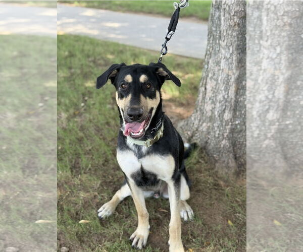 Medium Photo #5 German Shepherd Dog-Unknown Mix Puppy For Sale in Euless, TX, USA