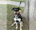 Small #4 German Shepherd Dog Mix