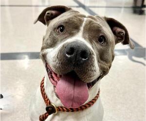 Mutt Dogs for adoption in Santa Rosa, CA, USA