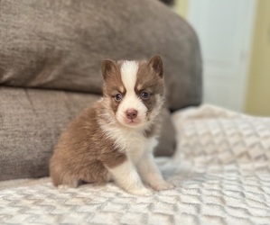 Pomsky Puppy for Sale in DRACUT, Massachusetts USA