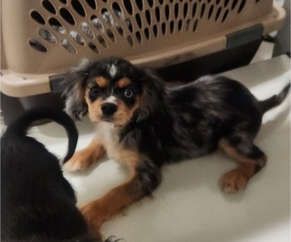 Medium Photo #13 Cavalier King Charles Spaniel Puppy For Sale in BOONVILLE, NY, USA