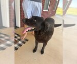 Small #1 Mutt