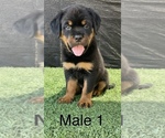 Small Photo #12 Rottweiler Puppy For Sale in MIRA LOMA, CA, USA