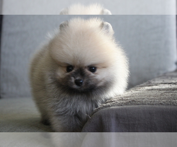 Medium Photo #7 Pomeranian Puppy For Sale in HOUSTON, TX, USA