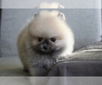 Small Photo #7 Pomeranian Puppy For Sale in HOUSTON, TX, USA