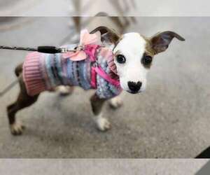 American Pit Bull Terrier-Bull Terrier Mix Dogs for adoption in Spring Lake, NC, USA