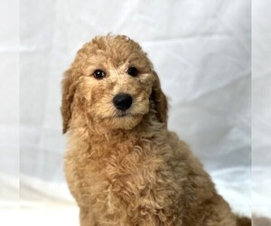 Poodle (Standard) Puppy for sale in DUNDEE, OH, USA