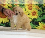 Pretzel - Male Poodle (Toy) Puppy for Sale - Photo #13