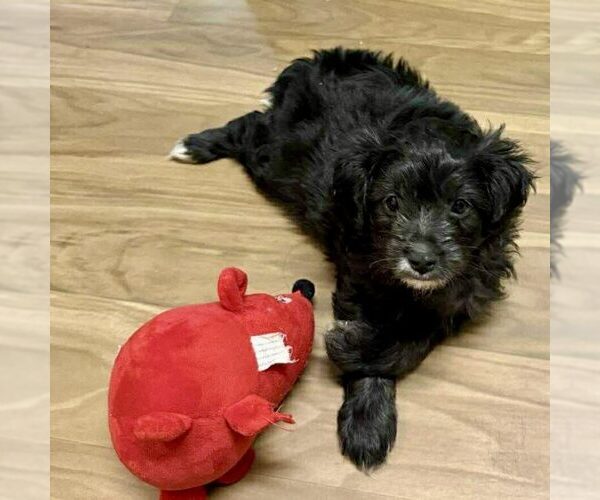Medium Photo #1 Mutt Puppy For Sale in Spring Lake, NC, USA