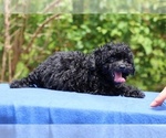 Small #23 Poodle (Toy)