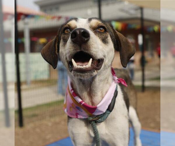 Medium Photo #1 Mutt Puppy For Sale in San Antonio, TX, USA