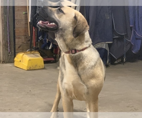 Medium Photo #11 Great Dane-Labrador Retriever Mix Puppy For Sale in CHESAPEAK BCH, MD, USA