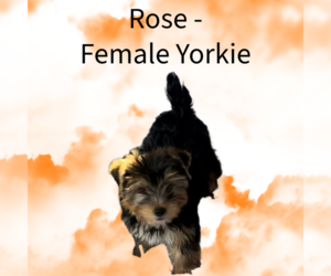 Yorkshire Terrier Puppy for sale in AZLE, TX, USA