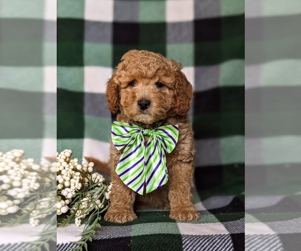 Medium Photo #6 Goldendoodle (Miniature) Puppy For Sale in AIRVILLE, PA, USA