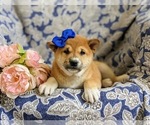 Small Photo #6 Shiba Inu Puppy For Sale in OXFORD, PA, USA