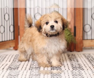Mal-Shi Puppy for sale in NAPLES, FL, USA