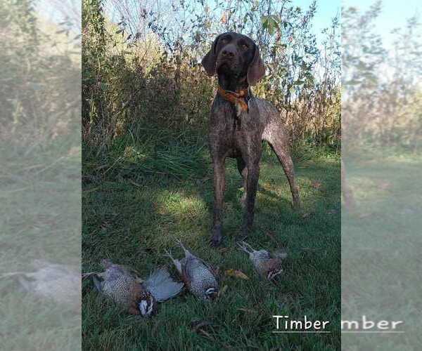 Medium Photo #1 German Shorthaired Pointer Puppy For Sale in RICHMOND, MO, USA