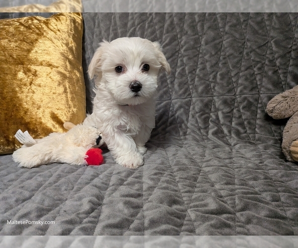 Medium Photo #16 Maltese Puppy For Sale in OCALA, FL, USA