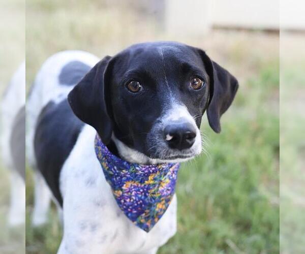Medium Photo #1 Mutt Puppy For Sale in San Antonio, TX, USA