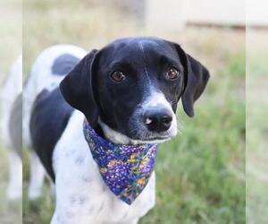 Mutt Dogs for adoption in San Antonio, TX, USA