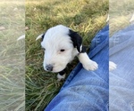Small Photo #3 Sheepadoodle Puppy For Sale in MONTEVIEW, ID, USA