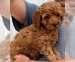 Puppy Puppy 2 Goldendoodle (Miniature)