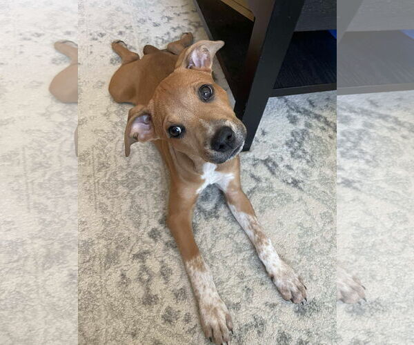 Medium Photo #29 Mutt Puppy For Sale in pomfret, CT, USA