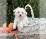 Gus - Male Maltese Puppy for Sale - Photo #5