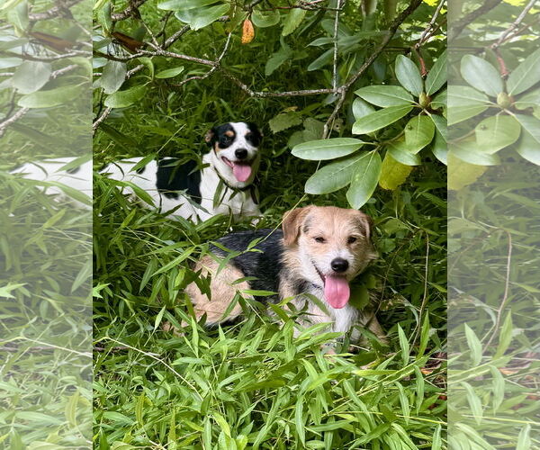 Medium Photo #6 Jack Russell Terrier-Wheaten Terrier Mix Puppy For Sale in Pottstown, PA, USA