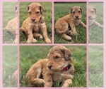 Puppy Dahlia Goldendoodle