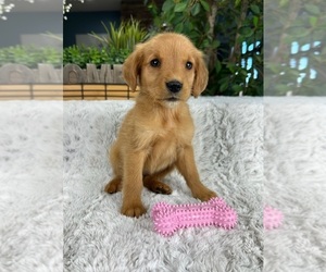 Golden Retriever Puppy for sale in GREENFIELD, IN, USA