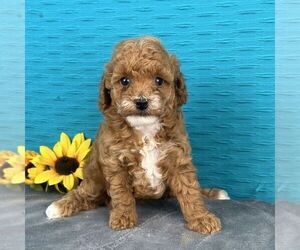 Poodle (Toy) Puppy for sale in ARTHUR, IL, USA