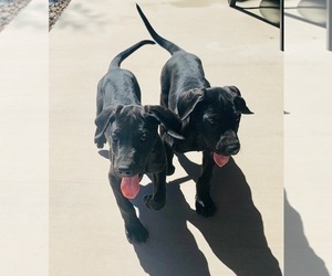 Great Dane Puppy for sale in FLORENCE, AZ, USA