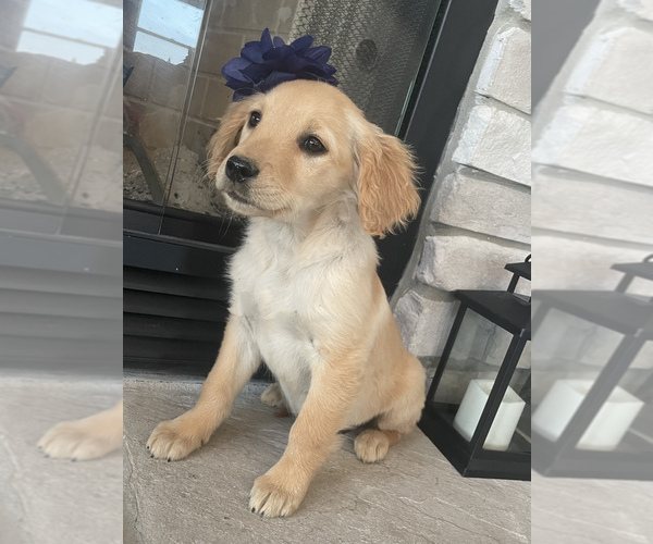 Medium Photo #6 Golden Retriever Puppy For Sale in BROOKLINE, MO, USA
