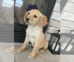 Small Photo #6 Golden Retriever Puppy For Sale in BROOKLINE, MO, USA