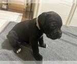 Puppy Teal Collar Cane Corso