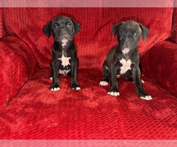 Medium Photo #3 American Pit Bull Terrier Puppy For Sale in DETROIT, MI, USA
