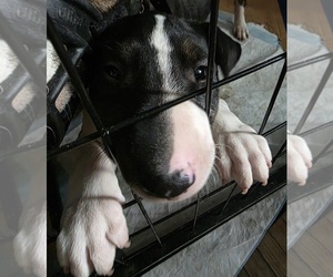 Bull Terrier Puppy for sale in LONG BEACH, CA, USA
