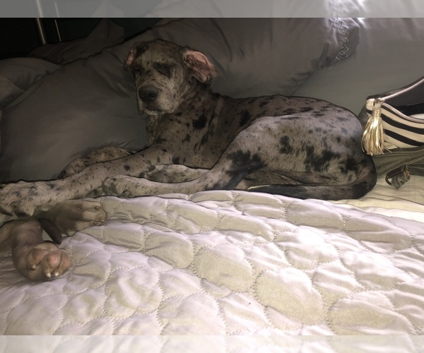 Medium Photo #4 Great Dane Puppy For Sale in LAFAYETTE, IN, USA