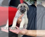 Small Photo #2 German Shepherd Dog Puppy For Sale in FORT WORTH, TX, USA