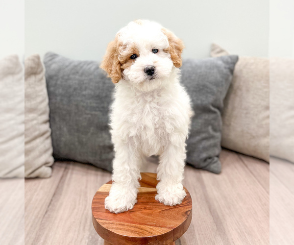 Medium Photo #5 Bernedoodle (Miniature) Puppy For Sale in DUNDEE, OH, USA