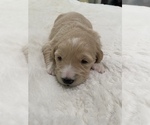 Small Photo #2 Goldendoodle Puppy For Sale in NORTH HIGHLANDS, CA, USA