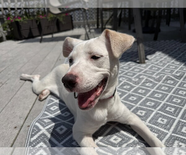 Medium Photo #17 Labrador Retriever-Unknown Mix Puppy For Sale in Oakhurst, NJ, USA
