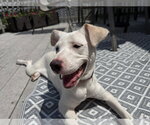Small #16 Labrador Retriever Mix