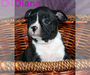 Mother of the Boston Terrier puppies born on 10/01/2023