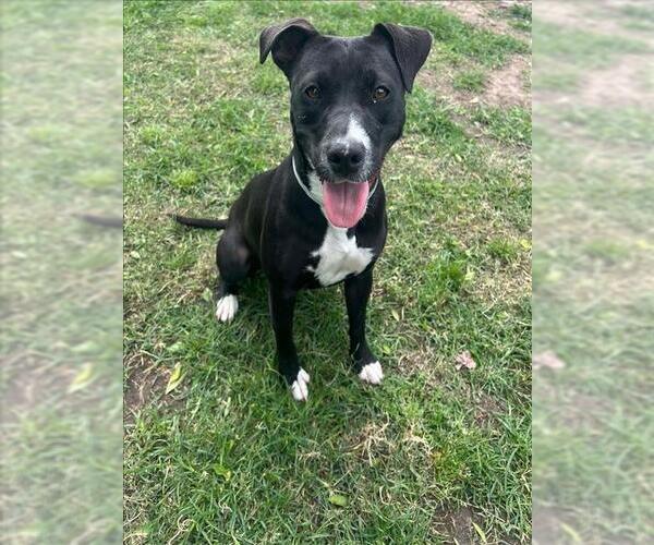 Medium Photo #1 American Pit Bull Terrier-Unknown Mix Puppy For Sale in Conroe, TX, USA